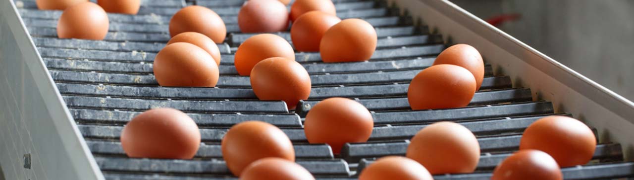 Dairy and Eggs