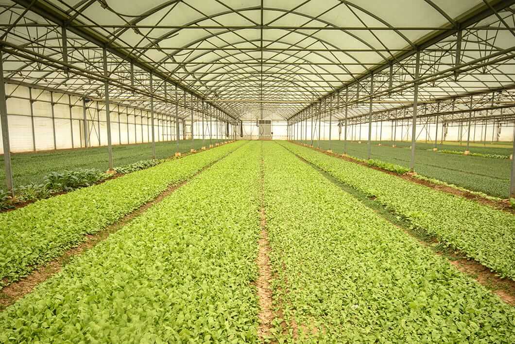 Philips partnered Green Sense Farms