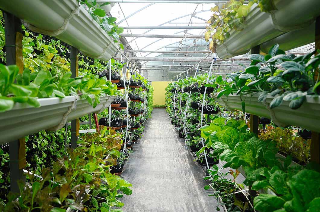 First commercial vertical farm has opened in the Netherlands