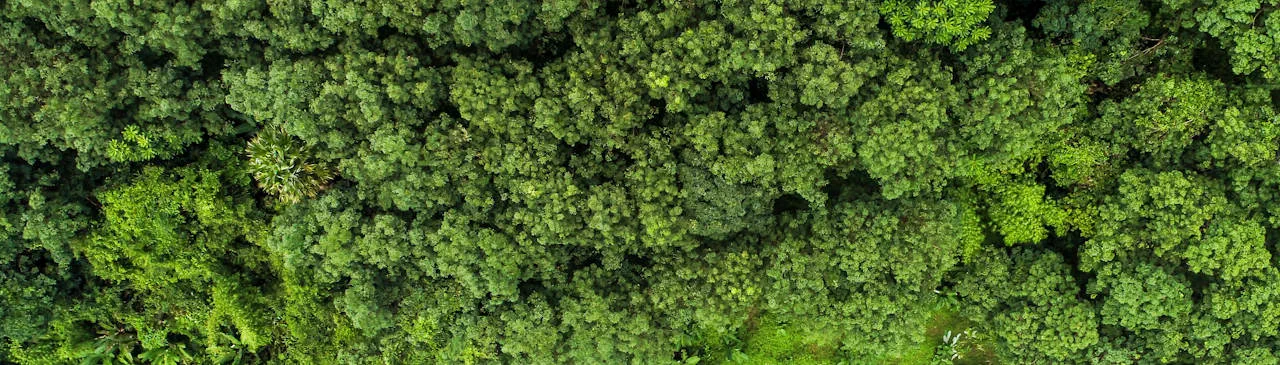 Above aerial view of deep rain forest with green tree by drone
