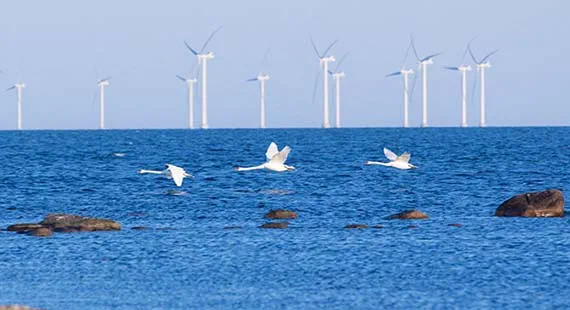 Floating Windfarms