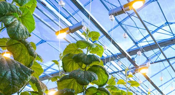 Indoor Farming Artificial Lighting